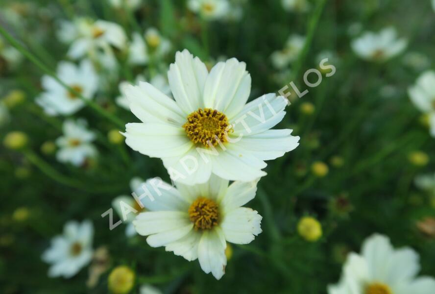 Krásnoočko 'Star Cluster' - Coreopsis 'Star Cluster'