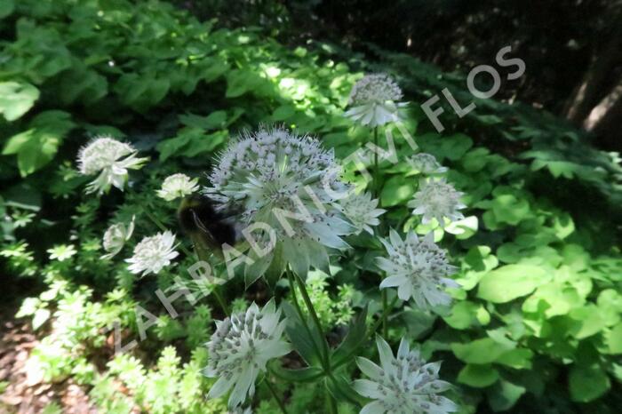 Jarmanka větší 'Buckland' - Astrantia major 'Buckland'