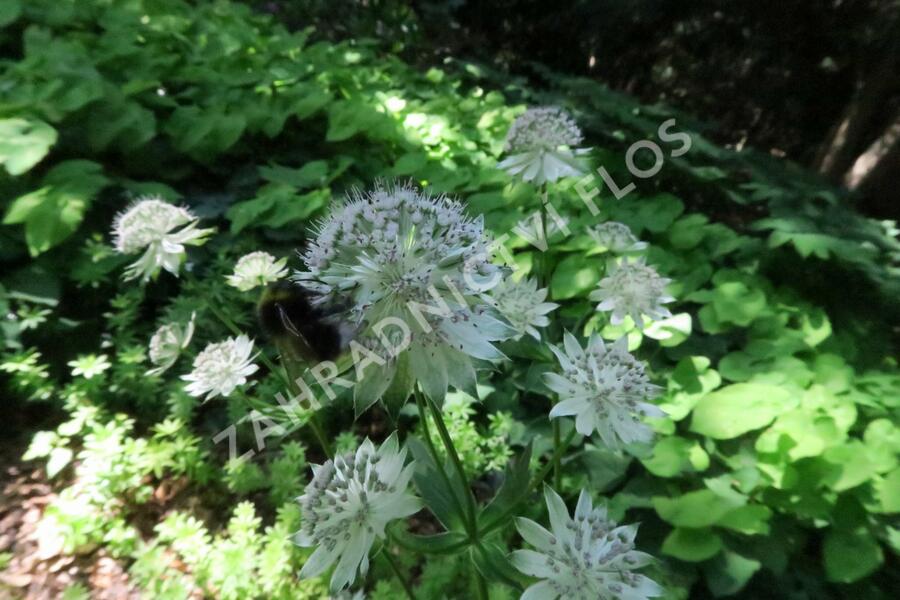 Jarmanka větší 'Buckland' - Astrantia major 'Buckland'