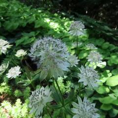 Jarmanka větší 'Buckland' - Astrantia major 'Buckland'