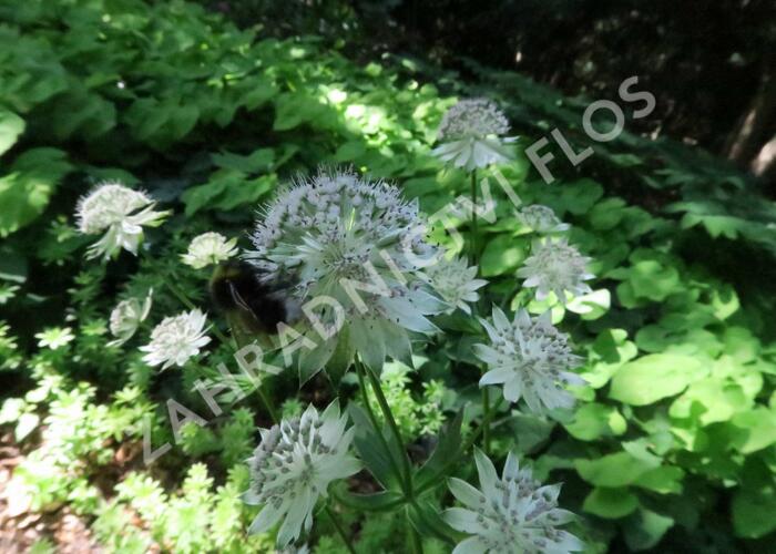Jarmanka větší 'Buckland' - Astrantia major 'Buckland'
