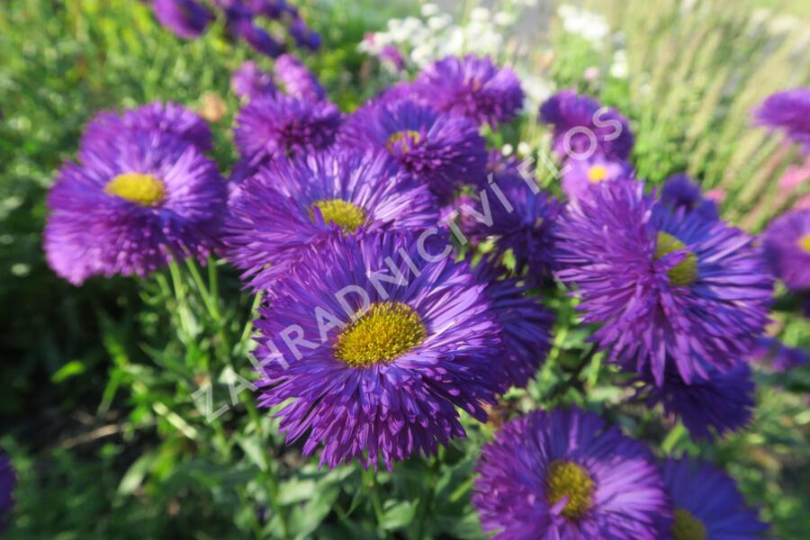 Turan 'Schwarzes Meer' - Erigeron 'Schwarzes Meer'