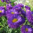 Turan 'Schwarzes Meer' - Erigeron 'Schwarzes Meer'