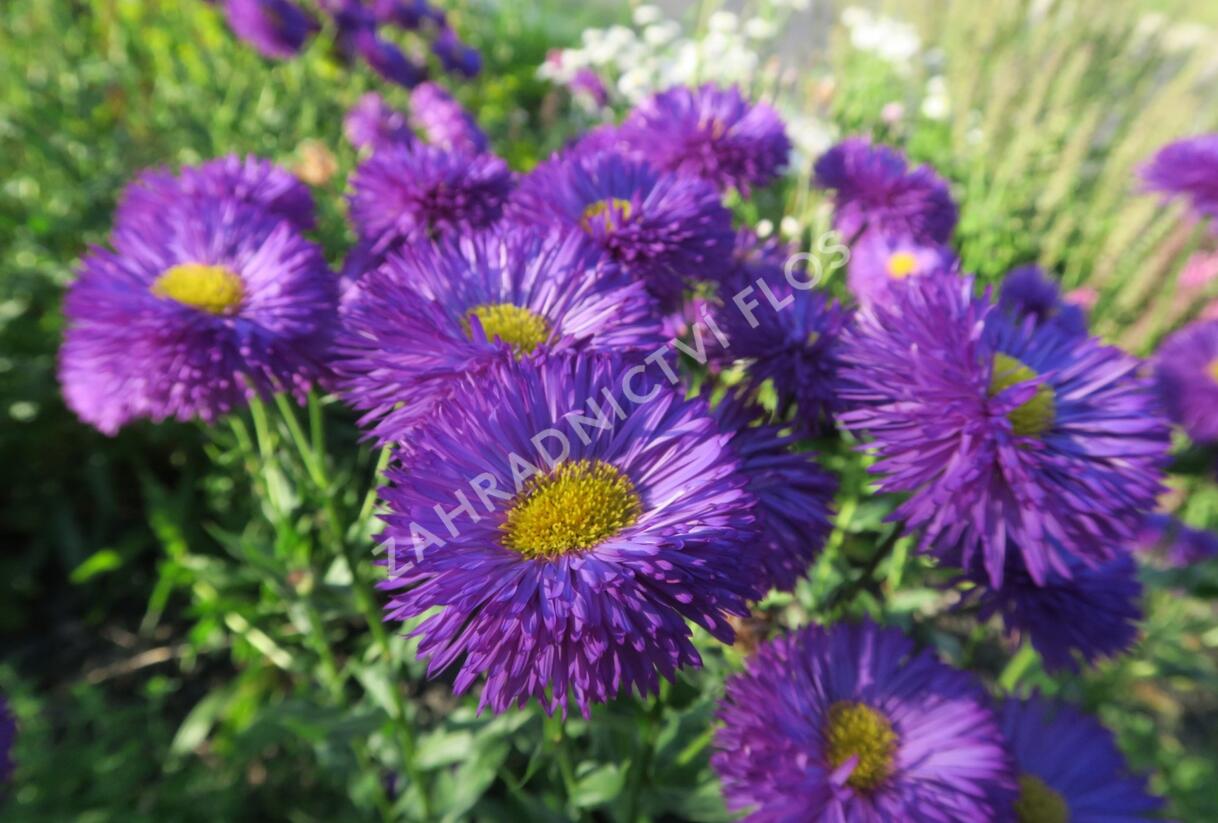 Turan 'Schwarzes Meer' - Erigeron 'Schwarzes Meer'