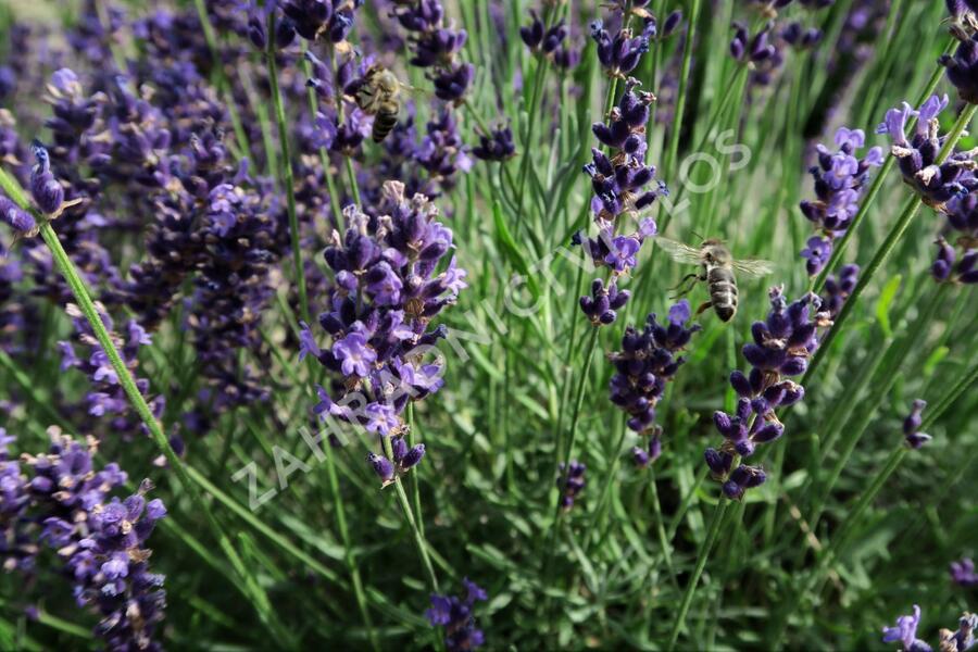 Levandule úzkolistá 'Imperial Gem' - Lavandula angustifolia 'Imperial Gem'