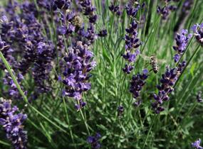 Levandule úzkolistá 'Imperial Gem' - Lavandula angustifolia 'Imperial Gem'