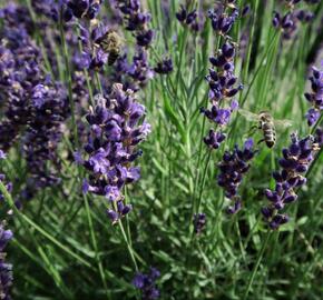 Levandule úzkolistá 'Imperial Gem' - Lavandula angustifolia 'Imperial Gem'