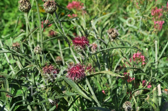 Chrpa - Centaurea atropurpurea