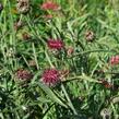 Chrpa - Centaurea atropurpurea