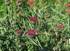 Chrpa - Centaurea atropurpurea