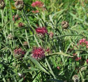 Chrpa - Centaurea atropurpurea