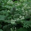 Jarmanka větší - Astrantia major