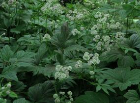 Jarmanka větší - Astrantia major