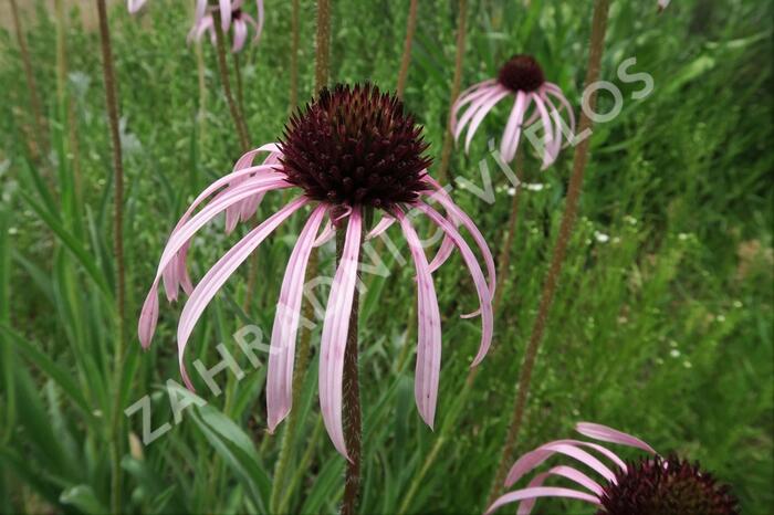 Třapatkovka bledá - Echinacea pallida