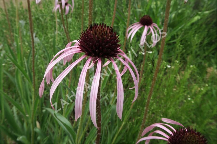 Třapatkovka bledá - Echinacea pallida