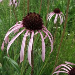 Třapatkovka bledá - Echinacea pallida