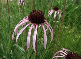Třapatkovka bledá - Echinacea pallida