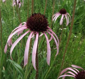 Třapatkovka bledá - Echinacea pallida