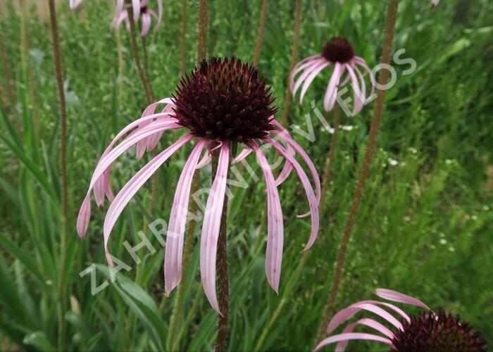 Třapatka bledá - Echinacea pallida