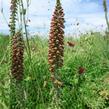 Náprstník drobnokvětý - Digitalis parviflora