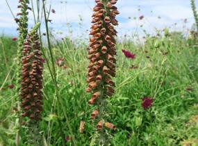Náprstník drobnokvětý - Digitalis parviflora