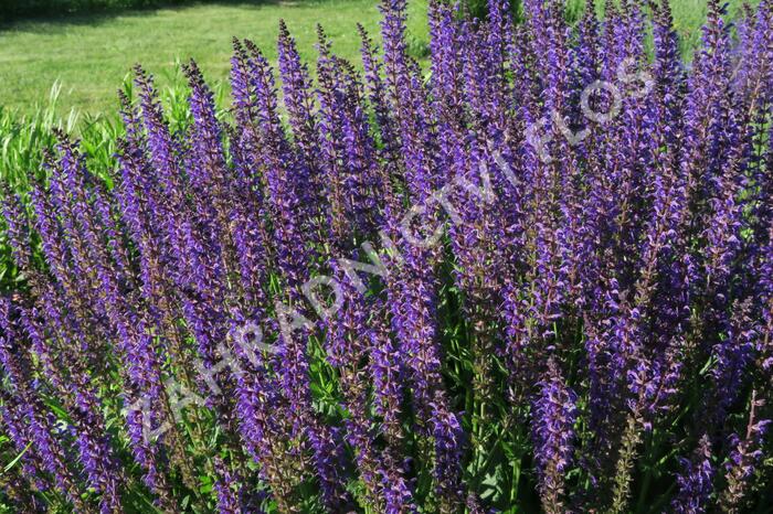 Šalvěj hajní 'Viola Klose' - Salvia nemorosa 'Viola Klose'