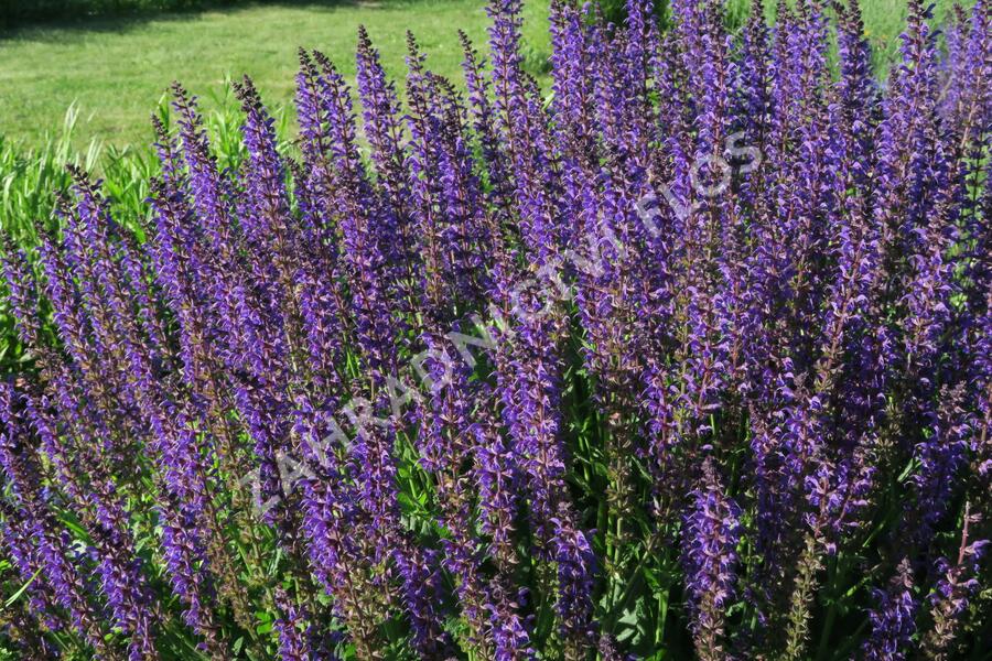 Šalvěj hajní 'Viola Klose' - Salvia nemorosa 'Viola Klose'