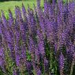 Šalvěj hajní 'Viola Klose' - Salvia nemorosa 'Viola Klose'