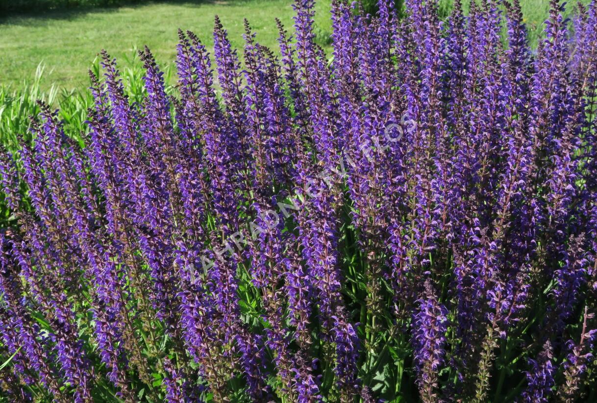 Šalvěj hajní 'Viola Klose' - Salvia nemorosa 'Viola Klose'