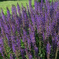 Šalvěj hajní 'Viola Klose' - Salvia nemorosa 'Viola Klose'