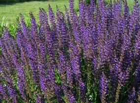 Šalvěj hajní 'Viola Klose' - Salvia nemorosa 'Viola Klose'