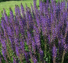 Šalvěj hajní 'Viola Klose' - Salvia nemorosa 'Viola Klose'