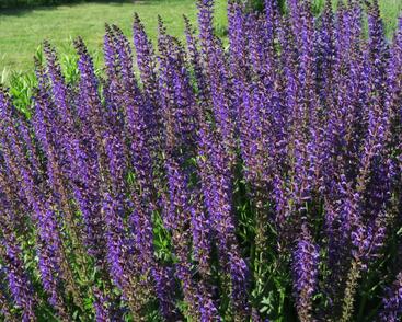 Šalvěj hajní 'Viola Klose'