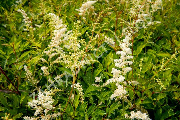 Čechrava Arendsova 'Brautschleier' - Astilbe arendsii 'Brautschleier'