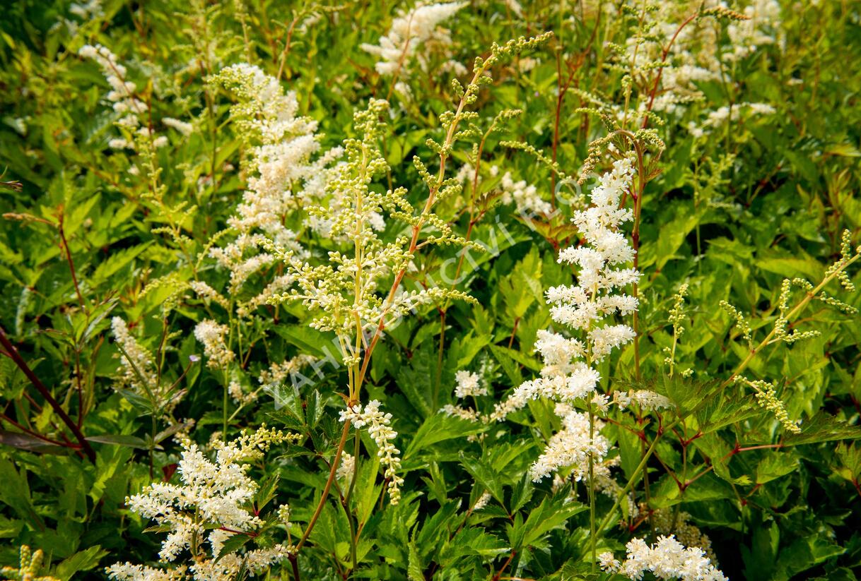 Čechrava Arendsova 'Brautschleier' - Astilbe arendsii 'Brautschleier'