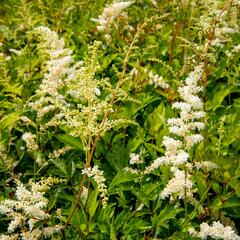 Čechrava Arendsova 'Brautschleier' - Astilbe arendsii 'Brautschleier'