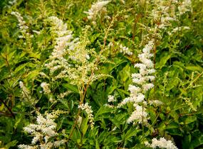 Čechrava Arendsova 'Brautschleier' - Astilbe arendsii 'Brautschleier'