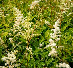 Čechrava Arendsova 'Brautschleier' - Astilbe arendsii 'Brautschleier'