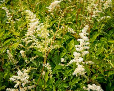 Čechrava Arendsova 'Brautschleier'