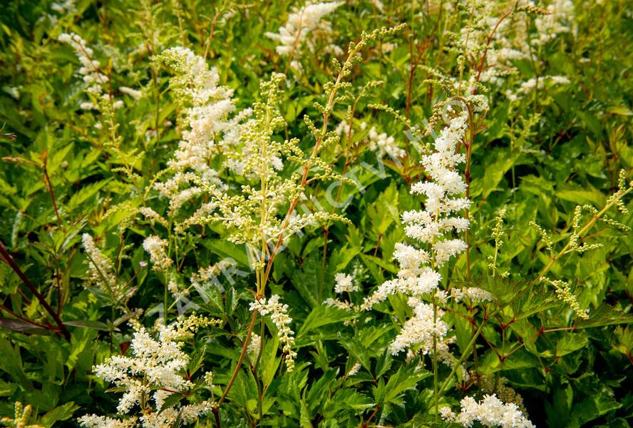 Čechrava Arendsova 'Brautschleier' - Astilbe arendsii 'Brautschleier'