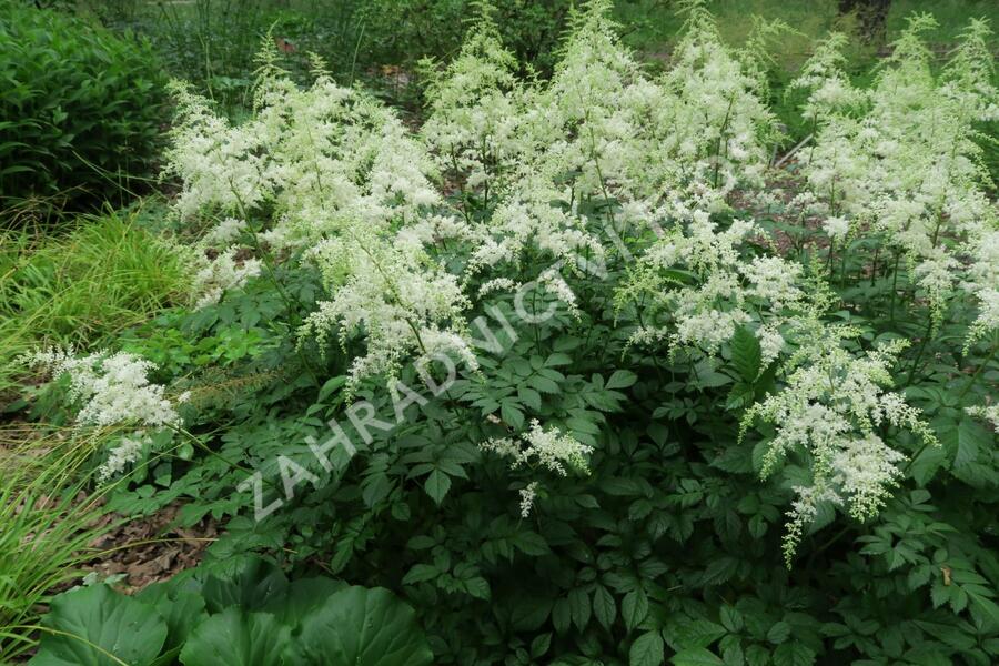Čechrava Arendsova 'Brautschleier' - Astilbe arendsii 'Brautschleier'