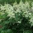 Čechrava Arendsova 'Brautschleier' - Astilbe arendsii 'Brautschleier'