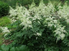 Čechrava Arendsova 'Brautschleier' - Astilbe arendsii 'Brautschleier'