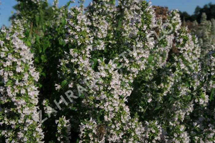 Marulka lékařská 'Triumphator' - Calamintha nepeta 'Triumphator'