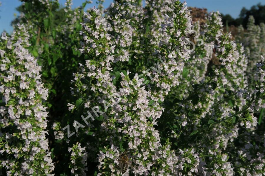 Marulka lékařská 'Triumphator' - Calamintha nepeta 'Triumphator'