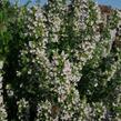 Marulka lékařská 'Triumphator' - Calamintha nepeta 'Triumphator'