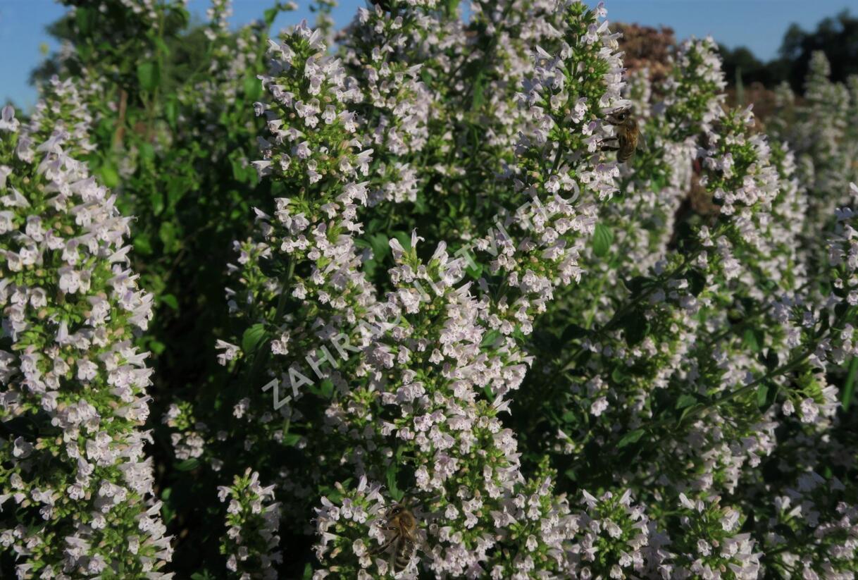 Marulka lékařská 'Triumphator' - Calamintha nepeta 'Triumphator'