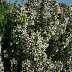 Marulka lékařská 'Triumphator' - Calamintha nepeta 'Triumphator'