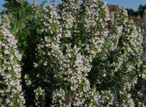 Marulka lékařská 'Triumphator' - Calamintha nepeta 'Triumphator'