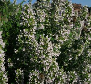 Marulka lékařská 'Triumphator' - Calamintha nepeta 'Triumphator'